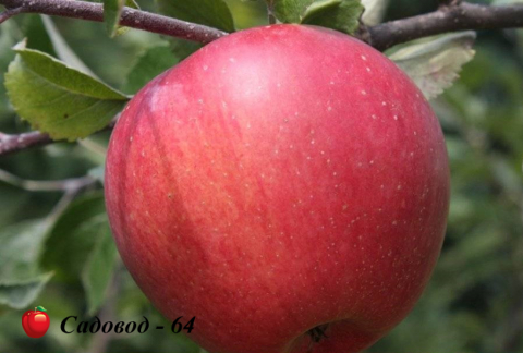 моди